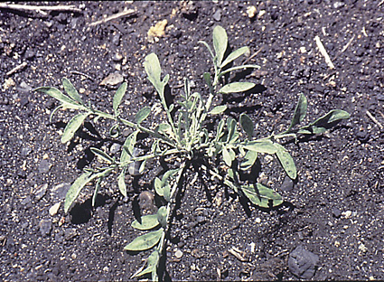 Spotted knapweed rosette