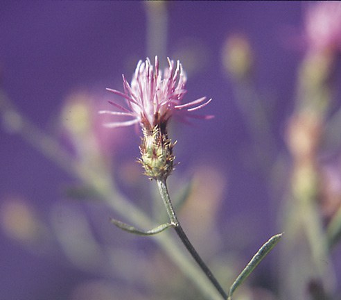 Purple knapweed flowering plant