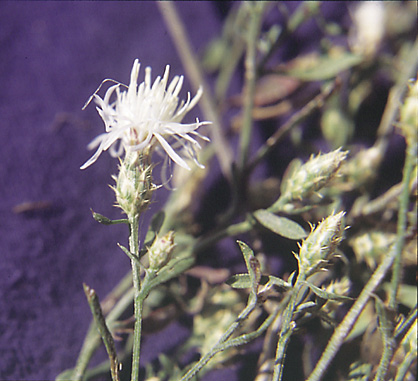 White knapweed flowering plant