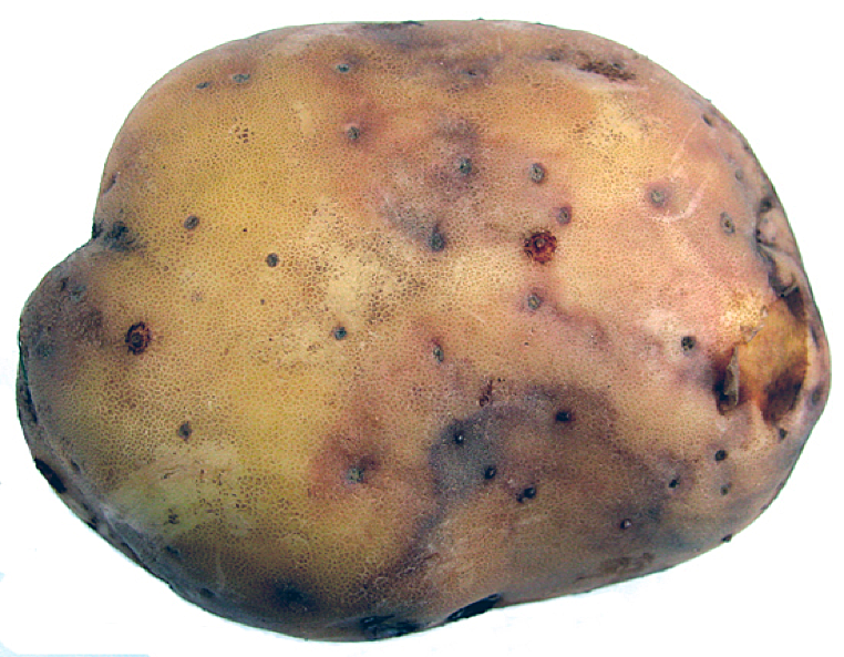 Почему картошка не пропекается. Картошка почернела. Потемневший картофель. Почему картошка почернела. Почему почернел картофель в пироге.