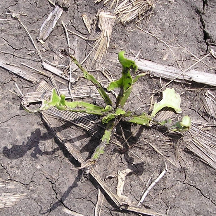 Leef-feeding weevil damage on young sugar beet plant