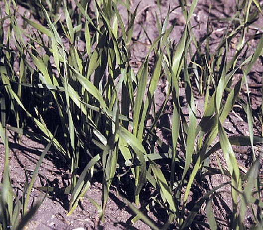 S deficiency in spring wheat