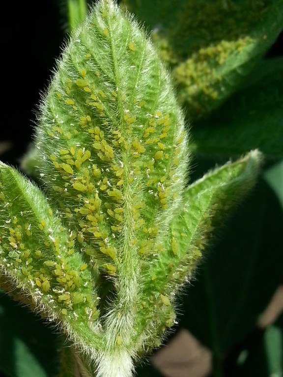 Figure 1 Soybean aphid