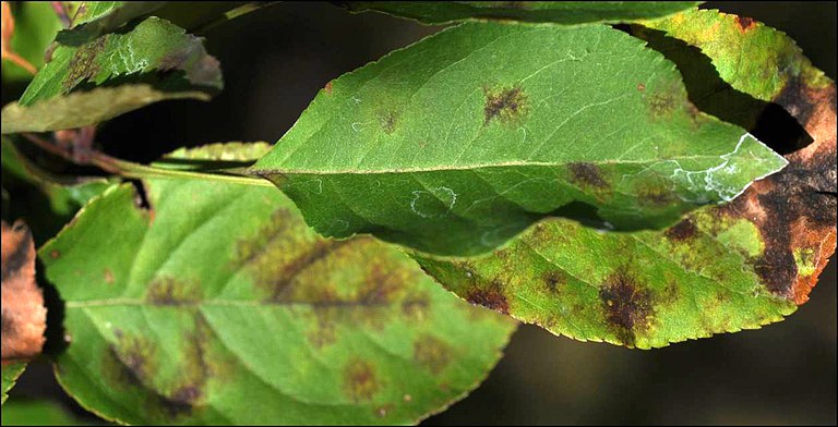 Flowering crabapple leaf showing typical early apple scab lesions;
