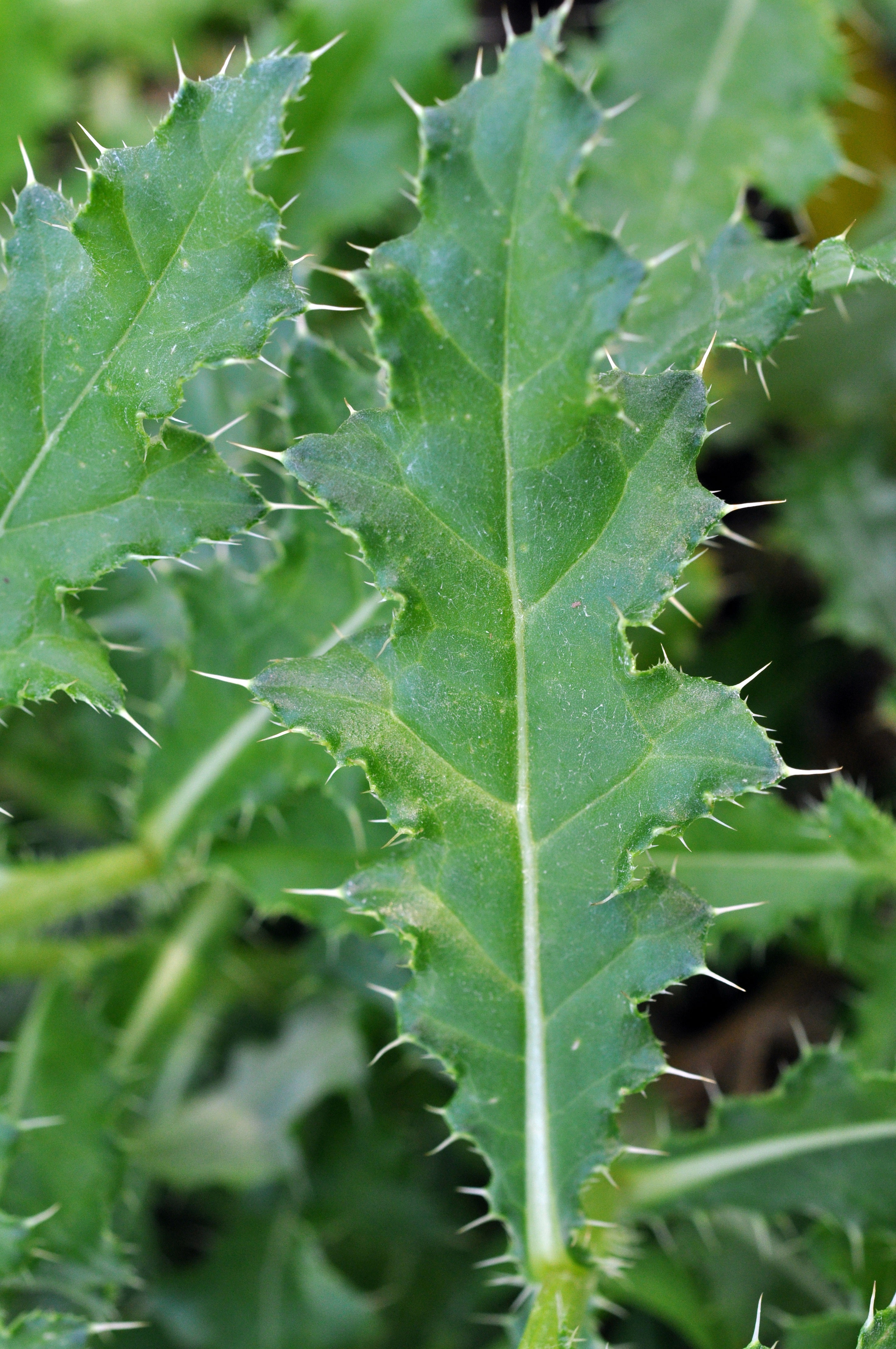 Canada thistle leaf upper surface