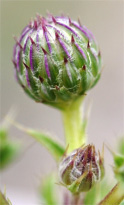 Canada thistle flower bud