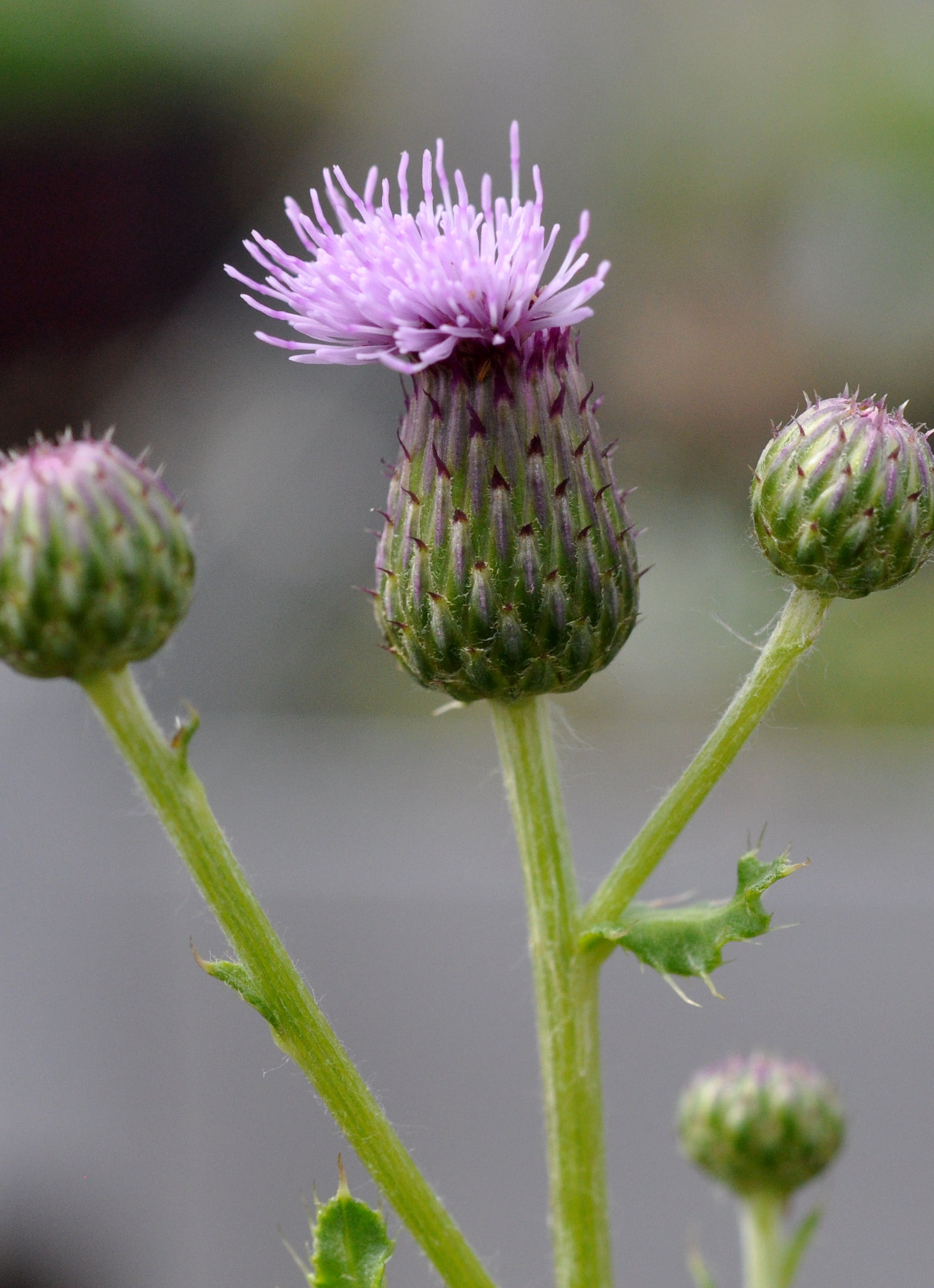 Canada thistle flower and buds
