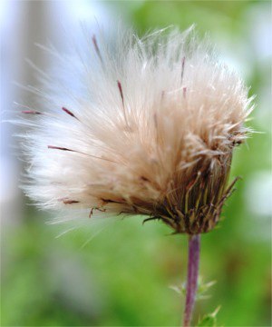 Seed head of Canada thistle displaying seeds with feathery pappus