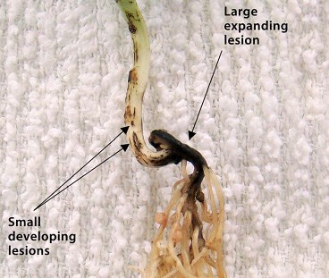 Fusarium root rot