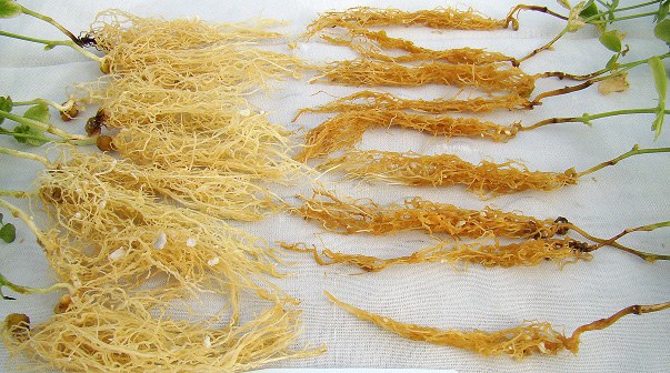Aphanomyces root rot
