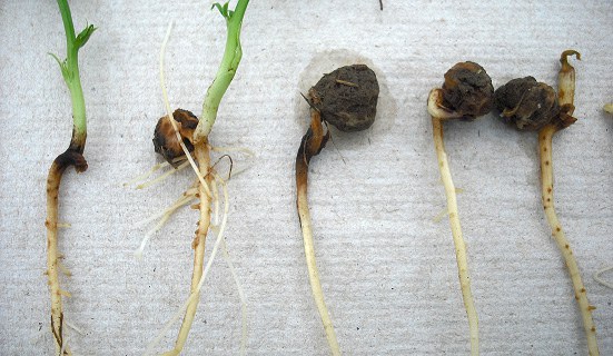 Pythium seed and seedling rot
