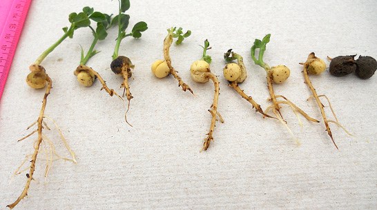 Pythium seed and seedling rot