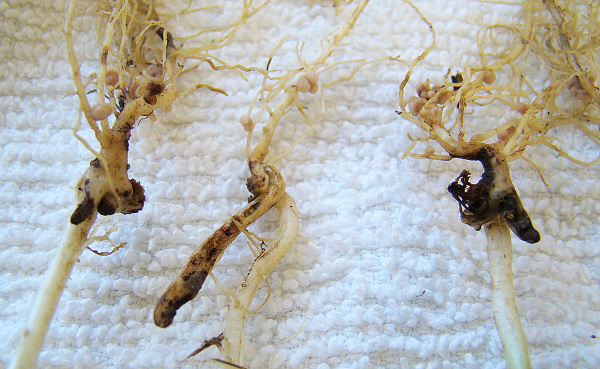 Rhizoctonia seed, seedling and root rot