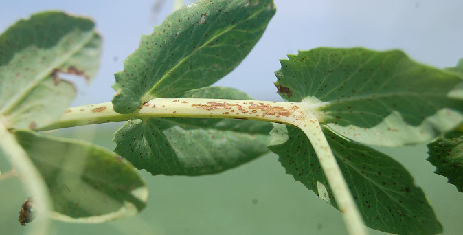 Bacterial blight and brown spot