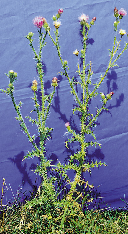 Figure 1A.  Candelabra appearance of plumeless thistles showing spiny, winged stems.
