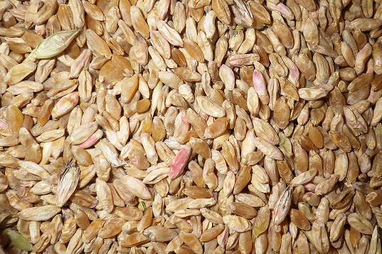 Sabby kernels in durum seed lot