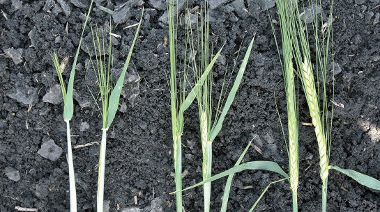 growth stages of barley