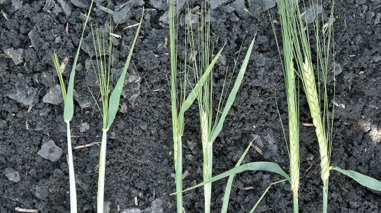 growth stages of barley