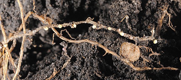 Cream-colored systs and one nodule on soybean roots.