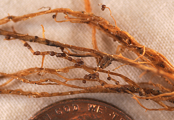 Brown cysts on soybean roots.