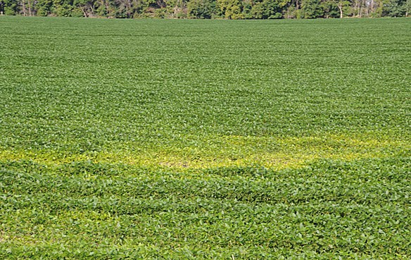 Yellowed and stunted soybeans in Richland County.