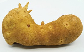 Figure 4. Kidney-shaped tuber with heat sprouts. 