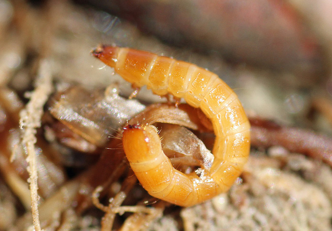 Figue 2, Wireworm larva