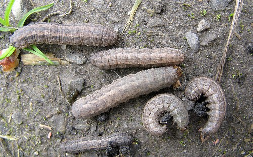 Cutworm Figure 2 Dingy cutworm larvae