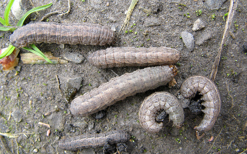 Cutworm Figure 2 Dingy cutworm larvae