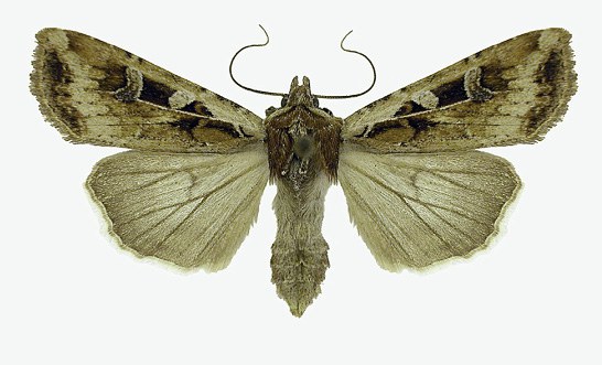 Cutworm Figure 3 Redbacked cutworm moth