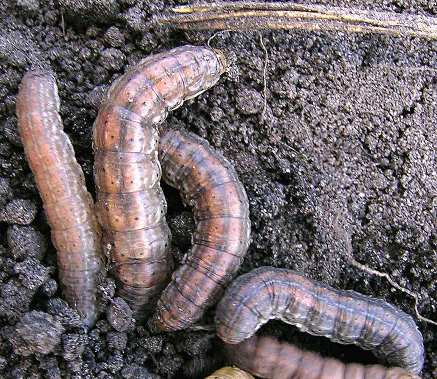 Cutworm Figure 4, Redbacked cutworm larvae