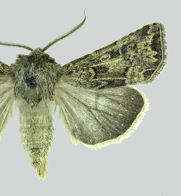 Wireworm Figure 5 Pale western cutworm moth