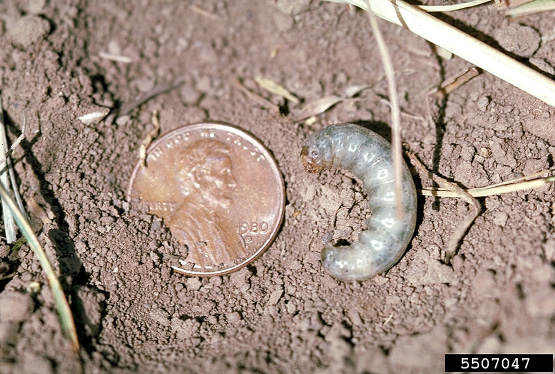 Cutworms Figure 6 Pale western cutworm larvae