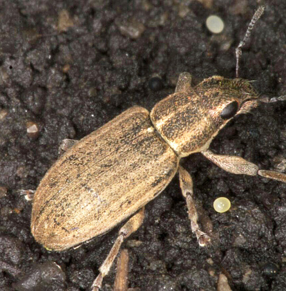 Pea leaf weevil Figure 1 adult and egg in soil