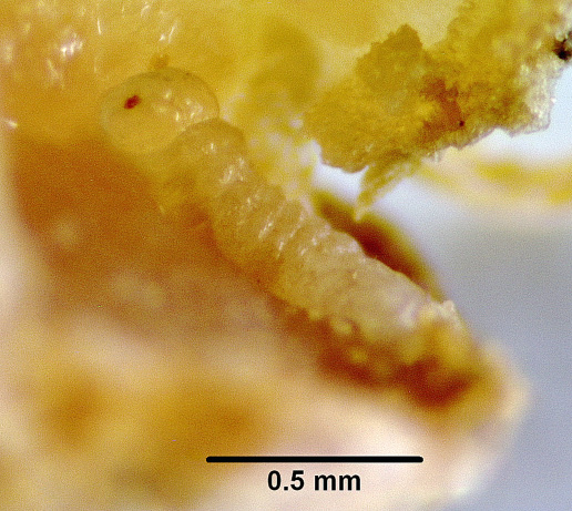 Pea leaf weevil, Figure 2 larva early instar