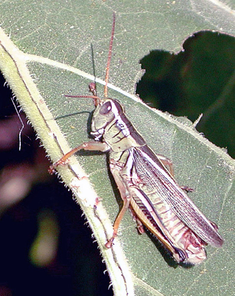 Grasshoppers Figure 2 Two stripped grasshopper