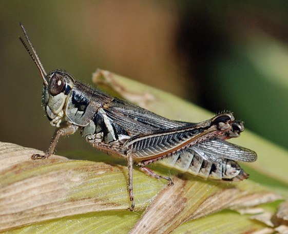 Red legged grasshopper Figure 3