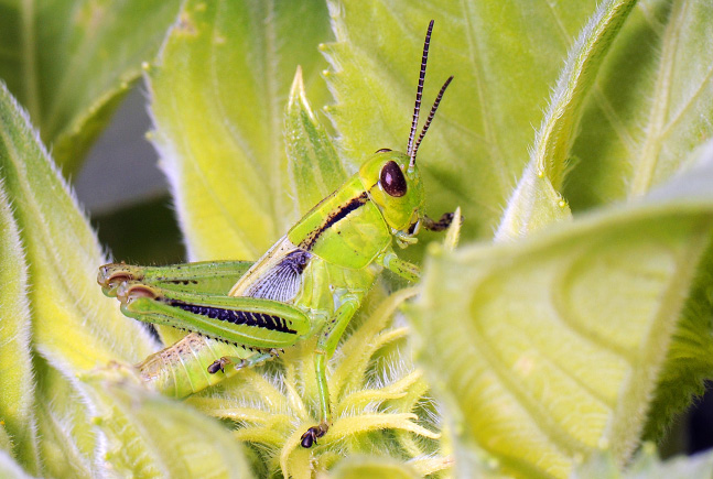 Grasshopper nymph Figure 4