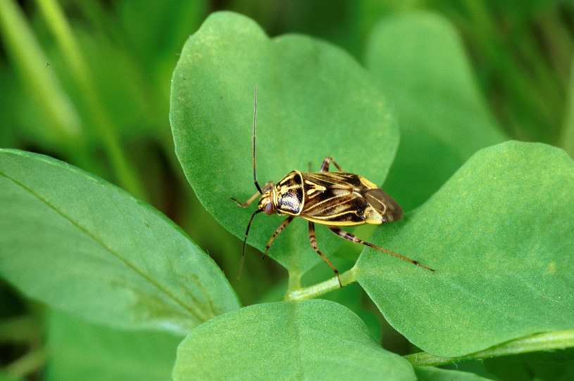 Tarnished plant bug adult Figure 1