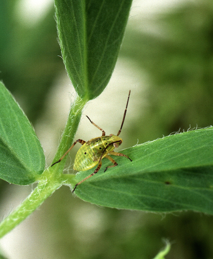 Tarnished plant bug nymph, Figure 2