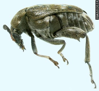 Pea weevil, Figure 2