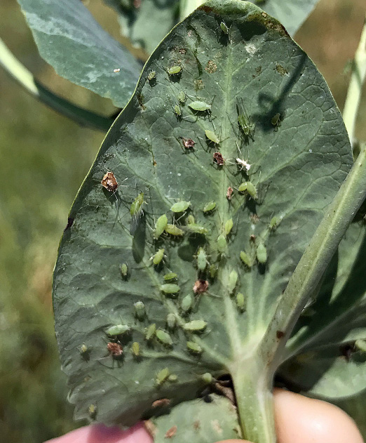 Pea aphid on underside leaf, Figure 1