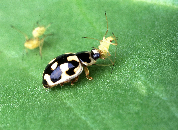 Lady beetles Figure 1