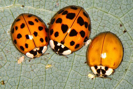 Asian lady beetles Figure 2