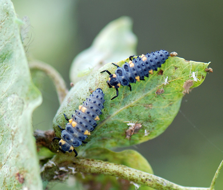 Lady beetle laravae, Figure 4