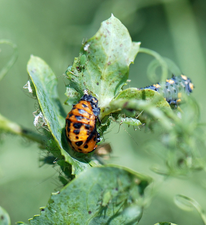 Lady beetle pupa, Figure 5