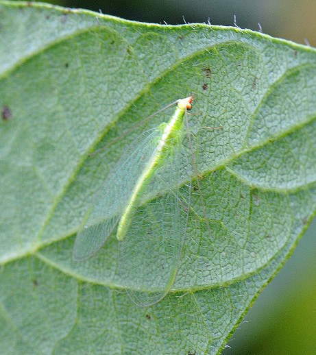 Green lacewing, Figure 1