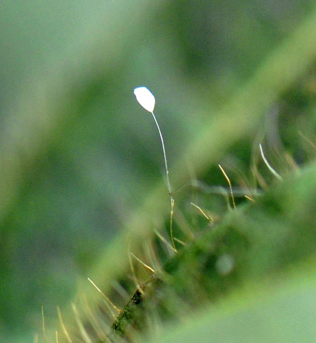Lacewing egg Figure 2