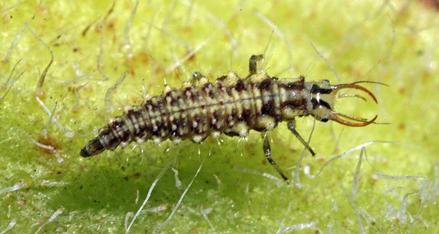 Lacewing larva, Figure 3