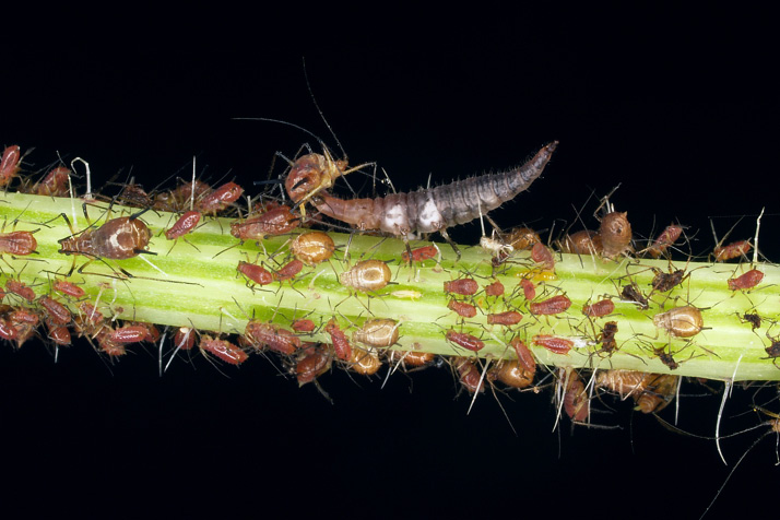 lacewing larva feeding on aphids Figure 4